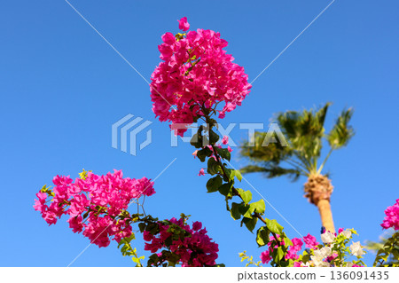 Red tropical bright flower and palm tree against blue sky Red tropical bright flower and palm tree against blue sky 136091435