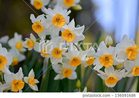 Narcissus Narcissus 136091686