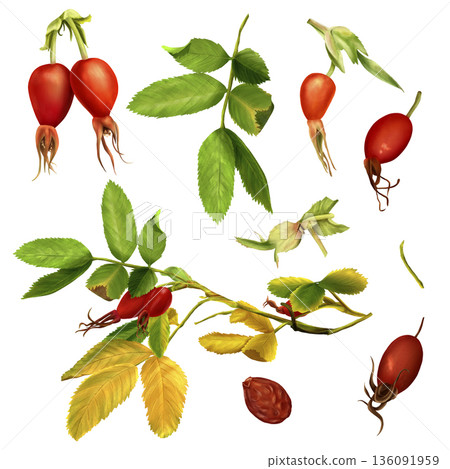 A set of watercolor illustrations of rose hips, including leaves, fruits, a twig. Hand-drawn, isolated background. Suitable for printing on paper and fabric as well as packaging for tea and cosmetics. A set of watercolor illustrations of rose hips, including leaves, fruits, a twig. Hand-drawn, isolated background. Suitable for printing on paper and fabric as well as packaging for tea and cosmetics. 136091959