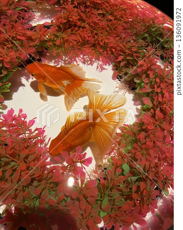 夏季圖像背景與金魚游泳 136091972