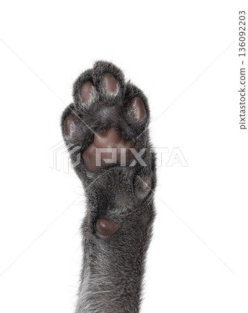 Close up cat paw showing toe beans Close up cat paw showing toe beans 136092203