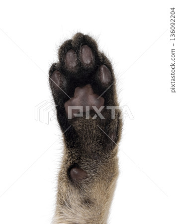 Close up cat paw showing toe beans Close up cat paw showing toe beans 136092204