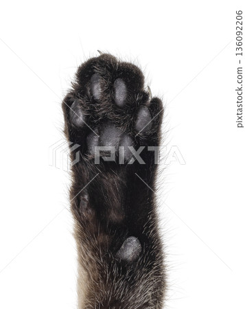 Close up cat paw showing toe beans Close up cat paw showing toe beans 136092206