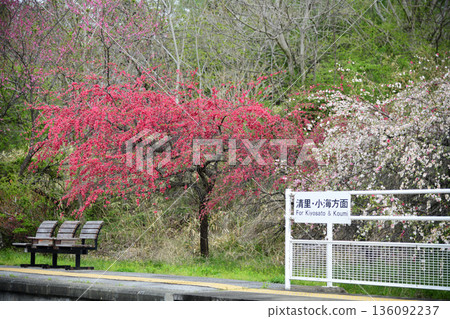 光海線甲斐大泉月台上鮮花盛開 136092237