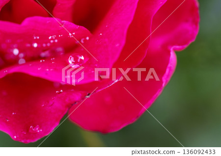 Macro representation of a single water droplet on a red rose petal Macro representation of a single water droplet on a red rose petal 136092433