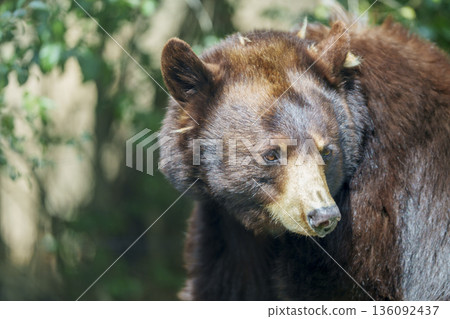 熊在自然界中看著你的表情 136092437