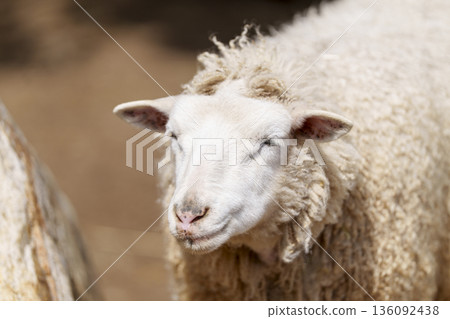Close-up of a sheep standing with a calm expression 136092438