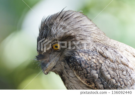 A close-up of a bird of prey's profile with a sharp gaze A close-up of a bird of prey's profile with a sharp gaze 136092440
