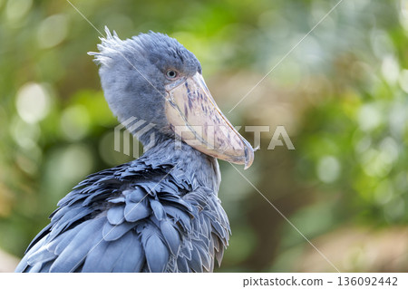 A portrait of a shoebill looking straight ahead 136092442