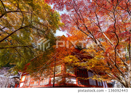 Japanese temple architecture and autumn scenery surrounded by autumn leaves Japanese temple architecture and autumn scenery surrounded by autumn leaves 136092443