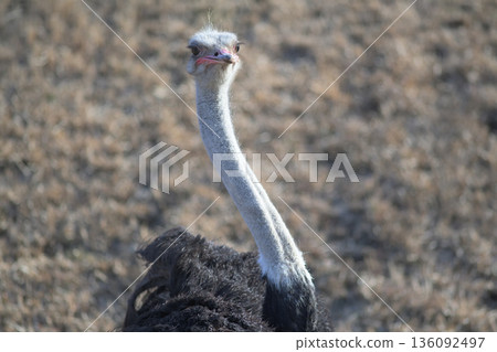 The ostrich likes to look far into the distance 136092497
