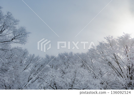 Blue skies and snow-covered trees: a beautiful scene on a sunny winter day Blue skies and snow-covered trees: a beautiful scene on a sunny winter day 136092524