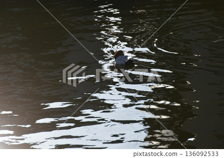 River, Light, Glow and Shadow River, Light, Glow and Shadow 136092533