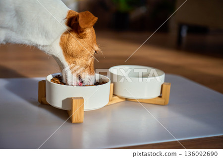Dog eating dry food from ceramic bowl Dog eating dry food from ceramic bowl 136092690