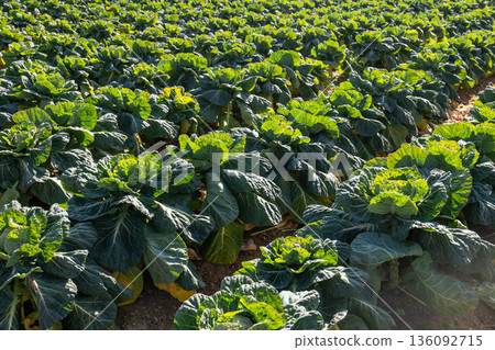 Cauliflower fields nearing harvest, farmland illuminated by soft winter light Cauliflower fields nearing harvest, farmland illuminated by soft winter light 136092715