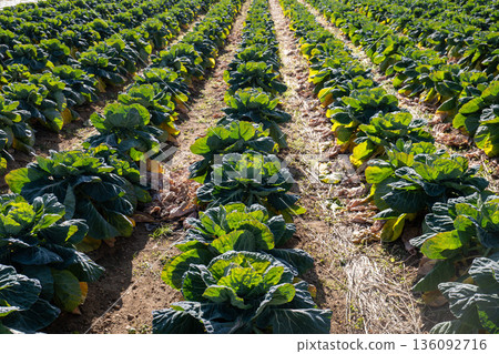 Cauliflower fields nearing harvest, farmland illuminated by soft winter light Cauliflower fields nearing harvest, farmland illuminated by soft winter light 136092716