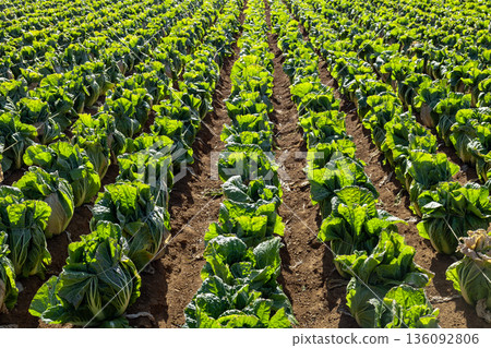 A winter cabbage field with its head tied up, ready for harvest 136092806