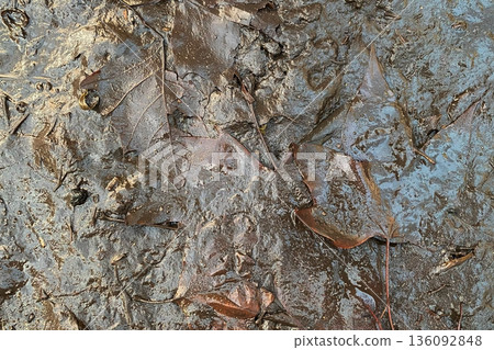 Wet Mud and Fallen Leaves Texture Wet Mud and Fallen Leaves Texture 136092848