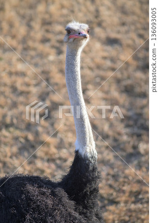 Do ostrich eyes ever fall out of their faces? Do ostrich eyes ever fall out of their faces? 136093005