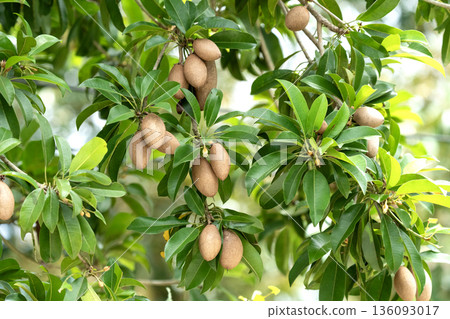 Fresh sapodilla fruits hanging on a branch with lush green leaves in a tropical garden. Known as chikoo or sapota, this organic fruit is shown in its natural environment during the harvest season. 136093017