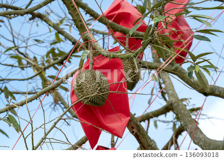 Durian fruits hanging on tree branches with protective red fabric bags and pink support strings in a tropical orchard. Agriculture concept for fruit harvesting and pest protection in Southeast Asia. 136093018