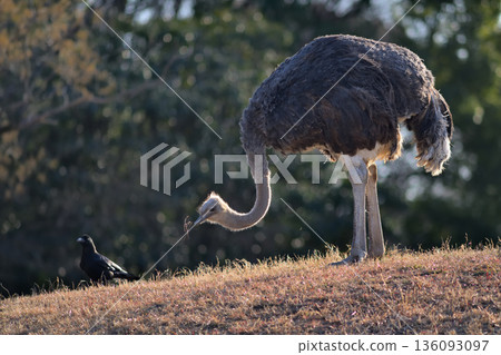 鴕鳥啄食著青草，對烏鴉的叫聲充耳不聞。 136093097