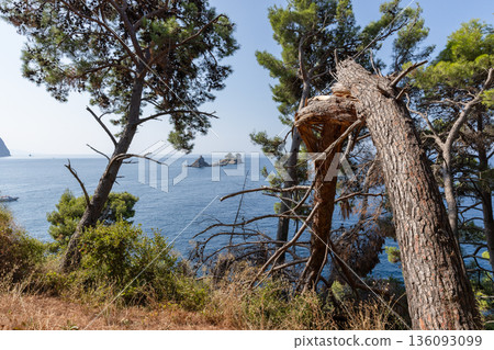 Sunlit broken pines frame a tranquil coastal scene Sunlit broken pines frame a tranquil coastal scene 136093099