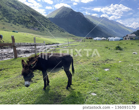 <吉爾吉斯斯坦>遊牧貘 136093170