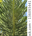 Green Pine Branch Texture Natural Background 136093441