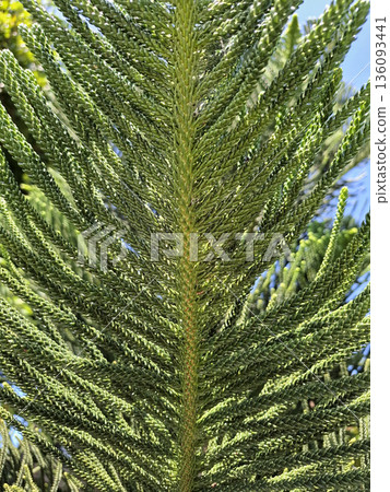 Green Pine Branch Texture Natural Background Green Pine Branch Texture Natural Background 136093441