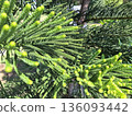 Green Pine Branch Texture Natural Background 136093442