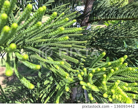 Green Pine Branch Texture Natural Background Green Pine Branch Texture Natural Background 136093442