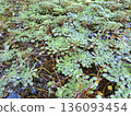Green Wet Plant Texture Natural Background 136093454