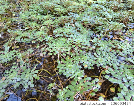 Green Wet Plant Texture Natural Background 136093454