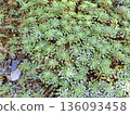 Green Wet Plant Texture Natural Background 136093458