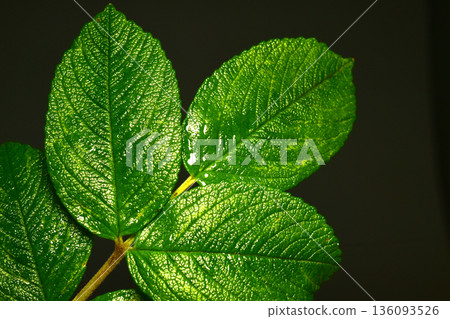 A branch with green rosehip leaves. 136093526