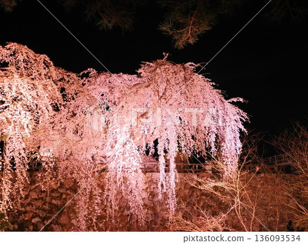 Hirosaki Castle's Otakizakura Night Cherry Blossoms | A spectacular illuminated weeping cherry tree Hirosaki Castle's Otakizakura Night Cherry Blossoms | A spectacular illuminated weeping cherry tree 136093534