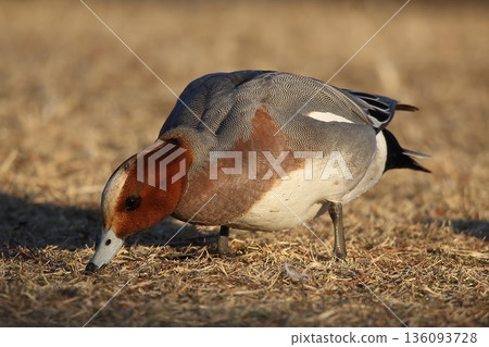 Duck Duck 136093728