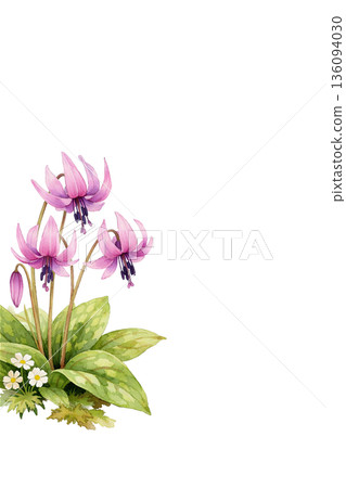 Watercolor botanical art of dogtooth violets 136094030
