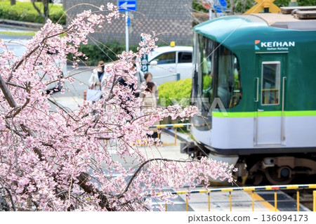 Weeping cherry blossoms and a Keihan 800 series train passing through a railroad crossing in front of Yamashina Station, Kyoto Prefecture Weeping cherry blossoms and a Keihan 800 series train passing through a railroad crossing in front of Yamashina Station, Kyoto Prefecture 136094173