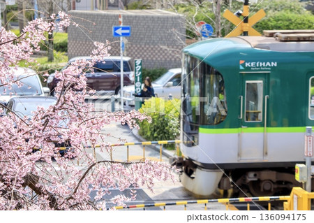 京都府山科站前,垂枝櫻花與京阪800系列車駛過鐵路道口。 京都府山科站前,垂枝櫻花與京阪800系列車駛過鐵路道口。 136094175