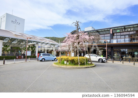 Weeping cherry trees in full bloom at the rotary in front of Yamashina Station, Kyoto Prefecture 136094594