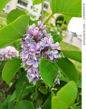 Lilac flower cluster blooming on a branch with fresh green leaf in a garden. image represents spring renewal natural beauty and seasonal freshness 136094919