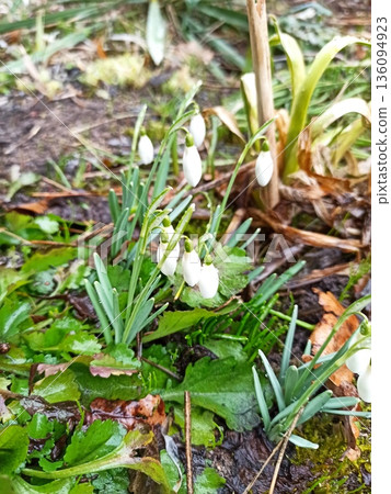 Snowdrop flower blooming on the forest floor in early spring. image represents renewal hope and the end of winter Snowdrop flower blooming on the forest floor in early spring. image represents renewal hope and the end of winter 136094923