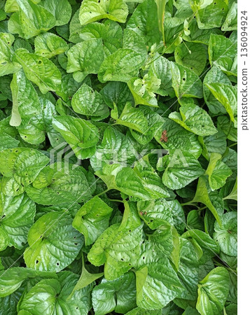 Green leafy ground cover forming a dense natural plant texture. image represents freshness growth ecology and organic background Green leafy ground cover forming a dense natural plant texture. image represents freshness growth ecology and organic background 136094924