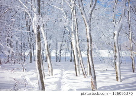 Snowy forest and footprints 136095370