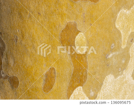 Platan, Platane, Platanus sycamore, plane trunk symbol. Texture made of Platan, Platane, sycamore, plane tree bark. Beautiful Platan tree trunk background. Conceptual image. Peaceful nature Typography Platan, Platane, Platanus sycamore, plane trunk symbol. Texture made of Platan, Platane, sycamore, plane tree bark. Beautiful Platan tree trunk background. Conceptual image. Peaceful nature Typography 136095675