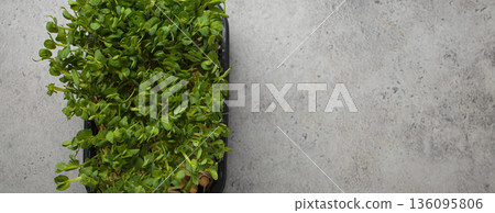Fresh green pea shoots microgreens growing container healthy nutrition diet fibre superfood copy space 136095806