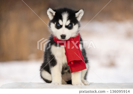 A charming Siberian Husky puppy is dressed in a vibrant red winter scarf. The puppy sits patiently on a white snowy surface, showing off its beautiful blue eyes and fluffy black and white fur. A charming Siberian Husky puppy is dressed in a vibrant red winter scarf. The puppy sits patiently on a white snowy surface, showing off its beautiful blue eyes and fluffy black and white fur. 136095914