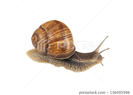 Large garden snail with brown shell isolated on a white background Large garden snail with brown shell isolated on a white background 136095996